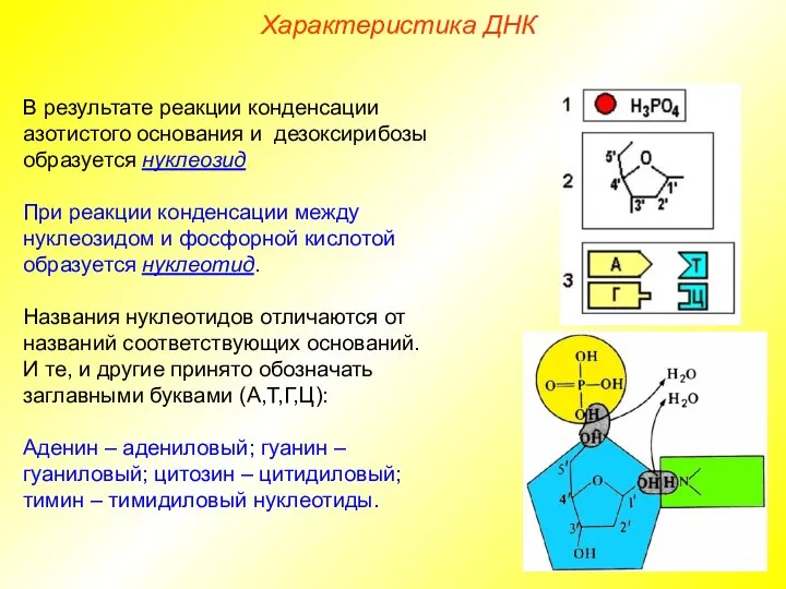 В результате реакции конденсации азотистого основания и дезоксирибозы образуется нуклеозид. При