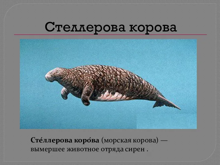 Стеллерова корова Сте́ллерова коро́ва (морская корова) — вымершее животное отряда сирен .