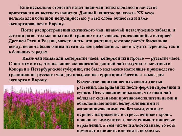 Ещё несколько столетий назад иван-чай использовался в качестве приготовления вкусного напитка.