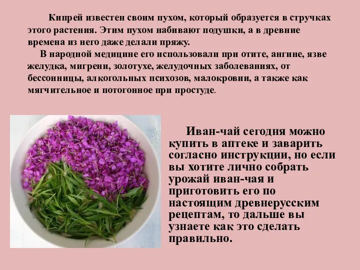 Иван-чай сегодня можно купить в аптеке и заварить согласно инструкции, но