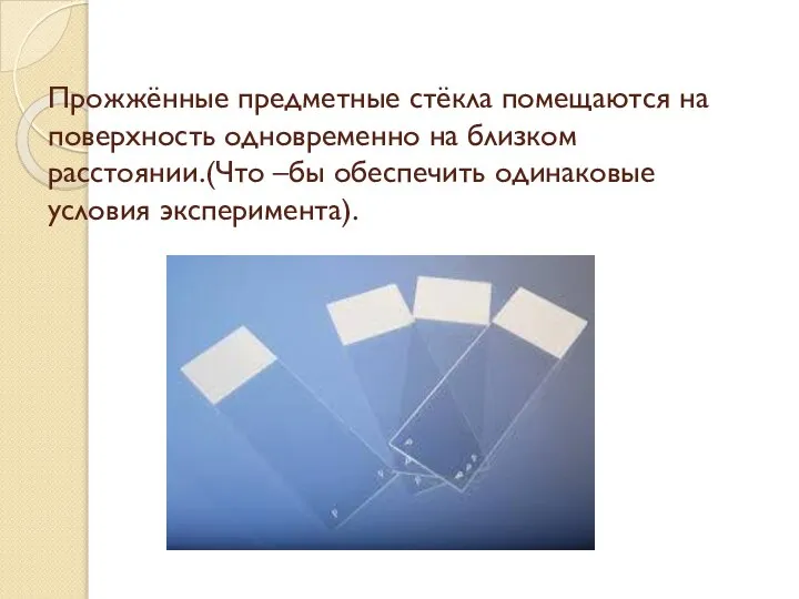 Прожжённые предметные стёкла помещаются на поверхность одновременно на близком расстоянии.(Что –бы обеспечить одинаковые условия эксперимента).