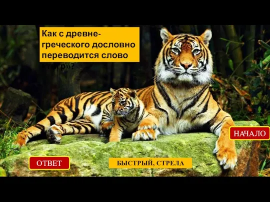 Как с древне-греческого дословно переводится слово «тигр»? ОТВЕТ БЫСТРЫЙ, СТРЕЛА НАЧАЛО