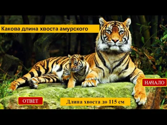 ОТВЕТ Длина хвоста до 115 см НАЧАЛО Какова длина хвоста амурского тигра?