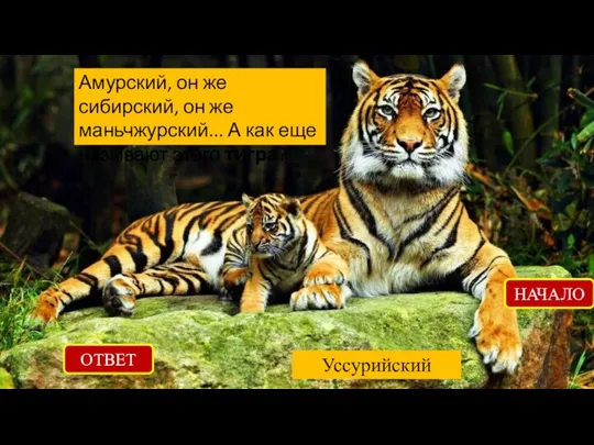 ОТВЕТ Уссурийский НАЧАЛО Амурский, он же сибирский, он же маньчжурский... А как еще называют этого тигра?