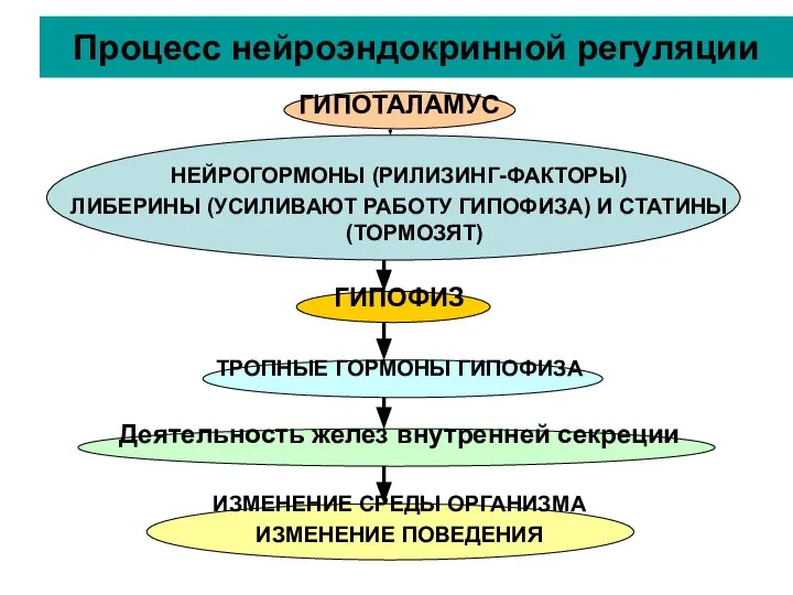 Процесс нейроэндокринной регуляции ГИПОТАЛАМУС НЕЙРОГОРМОНЫ (РИЛИЗИНГ-ФАКТОРЫ) ЛИБЕРИНЫ (УСИЛИВАЮТ РАБОТУ ГИПОФИЗА) И