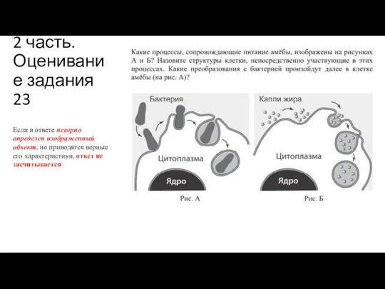 2 часть. Оценивание задания 23 Если в ответе неверно определен изображенный