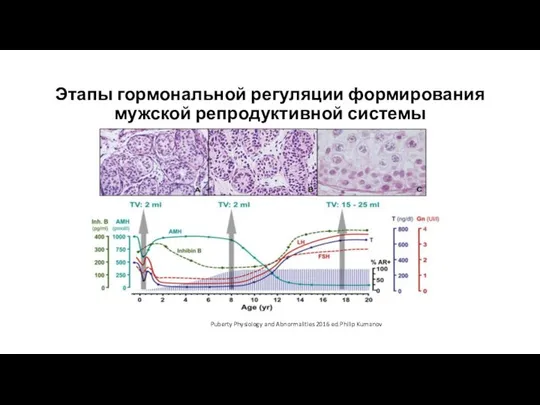 Этапы гормональной регуляции формирования мужской репродуктивной системы Puberty Physiology and Abnormalities 2016 ed.Philip Kumanov