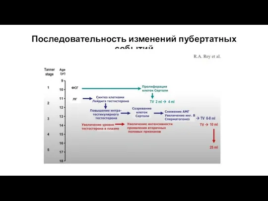 Последовательность изменений пубертатных событий