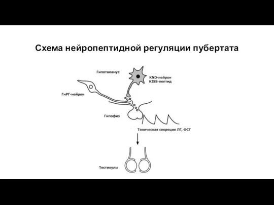 Схема нейропептидной регуляции пубертата