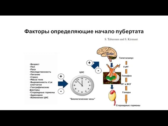 Факторы определяющие начало пубертата