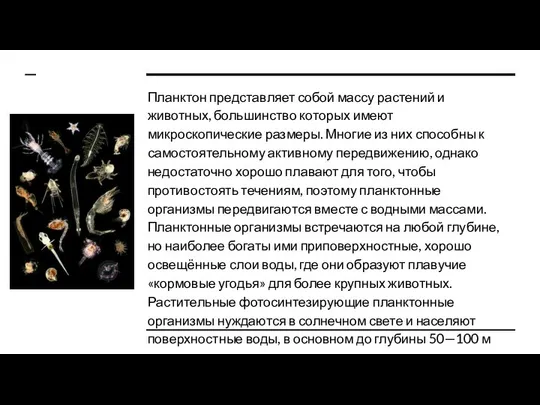 Планктон представляет собой массу растений и животных, большинство которых имеют микроскопические