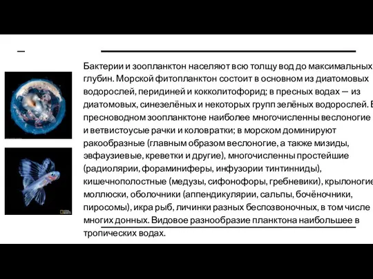 Бактерии и зоопланктон населяют всю толщу вод до максимальных глубин. Морской