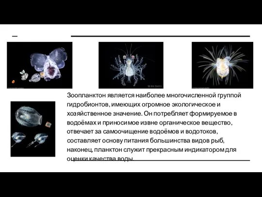 Зоопланктон является наиболее многочисленной группой гидробионтов, имеющих огромное экологическое и хозяйственное