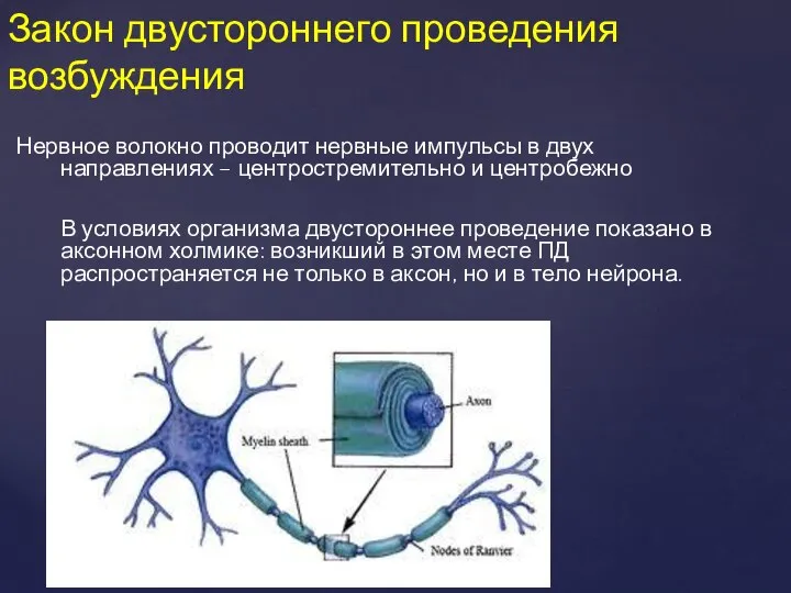 Нервное волокно проводит нервные импульсы в двух направлениях – центростремительно и