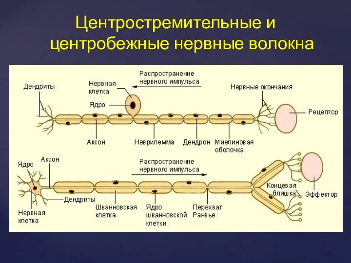 Центростремительные и центробежные нервные волокна