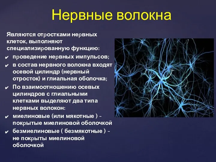 Являются отpостками неpвных клеток, выполняют специализиpованную функцию: пpоведение неpвных импульсов; в