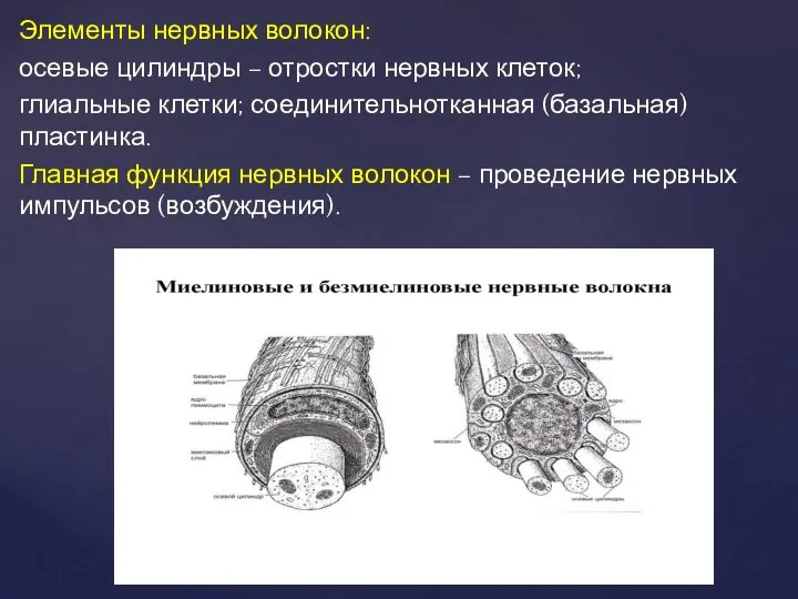 Элементы нервных волокон: осевые цилиндры – отростки нервных клеток; глиальные клетки;