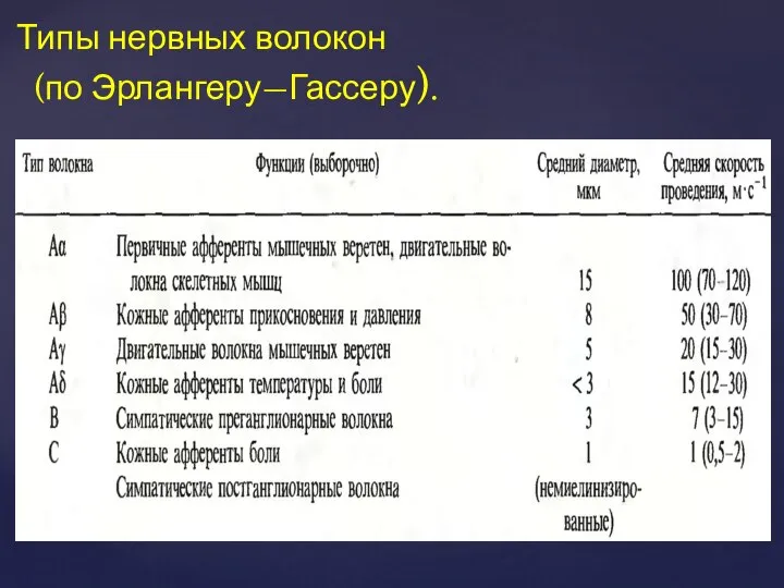 Типы нервных волокон (по Эрлангеру—Гассеру).