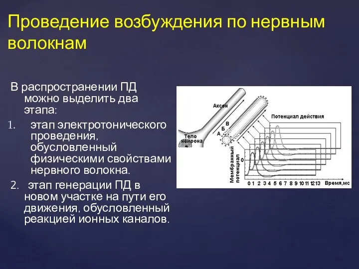 В распространении ПД можно выделить два этапа: этап электротонического проведения, обусловленный