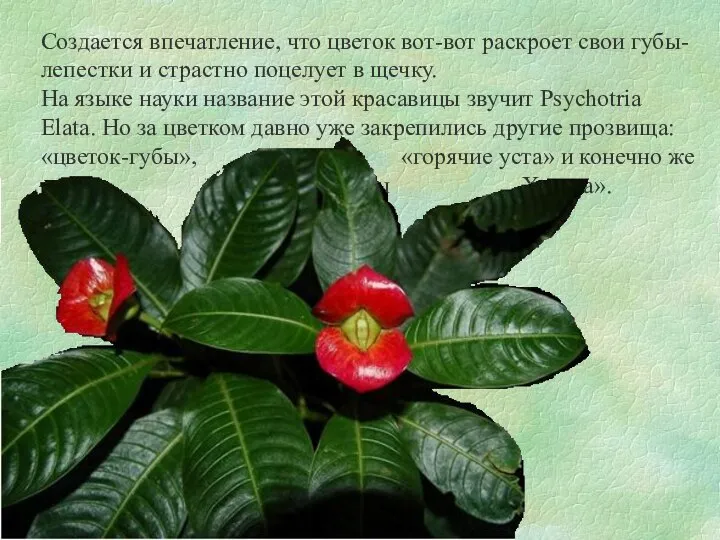 Создается впечатление, что цветок вот-вот раскроет свои губы-лепестки и страстно поцелует