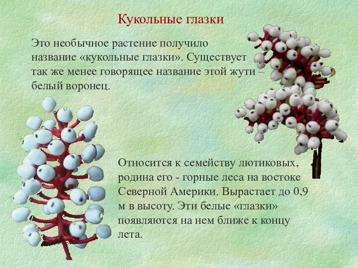 Кукольные глазки Это необычное растение получило название «кукольные глазки». Существует так