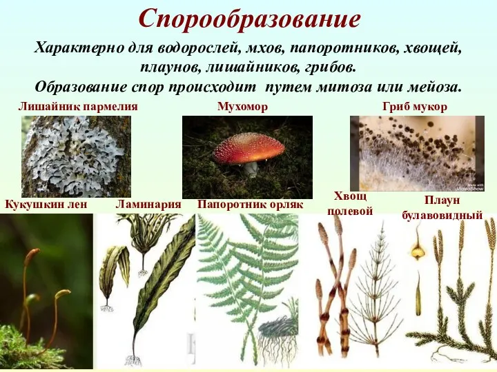 Спорообразование Характерно для водорослей, мхов, папоротников, хвощей, плаунов, лишайников, грибов. Образование