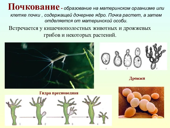 Встречается у кишечнополостных животных и дрожжевых грибов и некоторых растений. Почкование