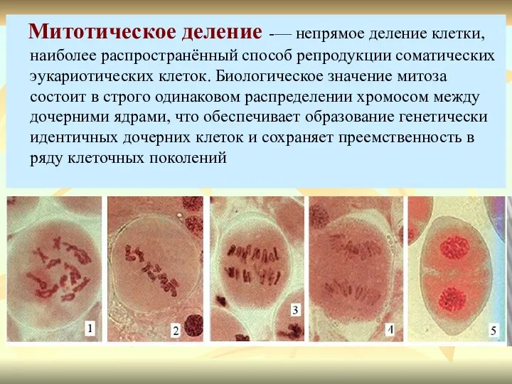 Митотическое деление -— непрямое деление клетки, наиболее распространённый способ репродукции соматических