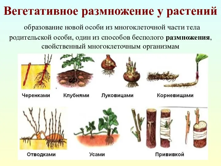 Вегетативное размножение у растений образование новой особи из многоклеточной части тела