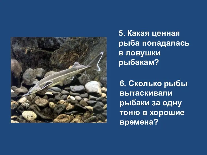 5. Какая ценная рыба попадалась в ловушки рыбакам? 6. Сколько рыбы