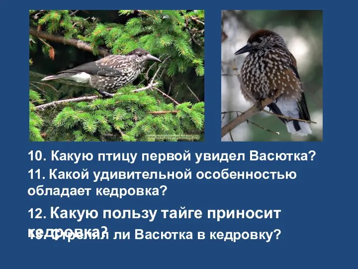 10. Какую птицу первой увидел Васютка? 11. Какой удивительной особенностью обладает