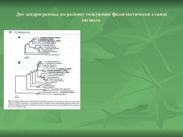 Две дендрограммы, по разному толкующие филогенетически е связи сиговых.