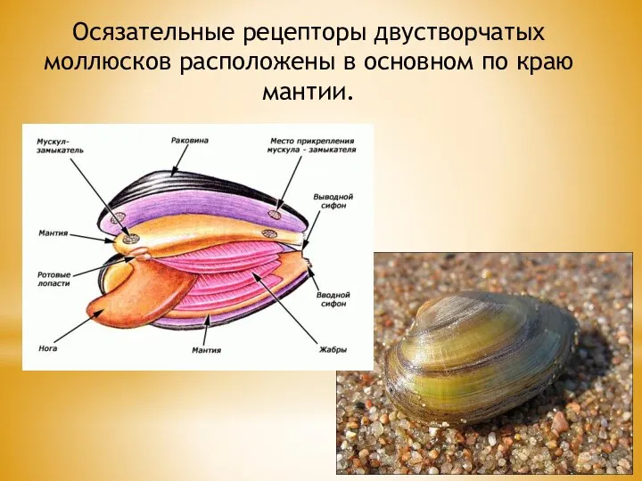 Осязательные рецепторы двустворчатых моллюсков расположены в основном по краю мантии.