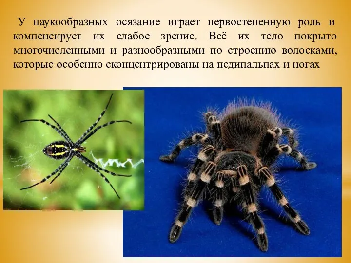 У паукообразных осязание играет первостепенную роль и компенсирует их слабое зрение.