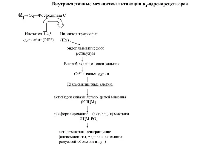 α1→Gq→Фосфолипаза С Инозитол-1,4,5 Инозитол-трифосфат -дифосфат (PIP2) (IP3) эндоплазматический ретикулум Высвобождение ионов