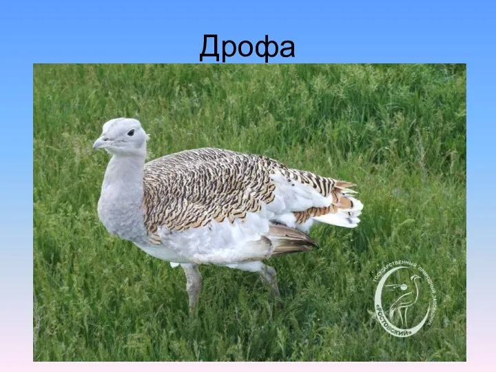 Дрофа