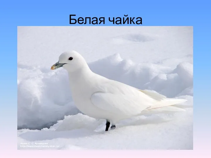 Белая чайка