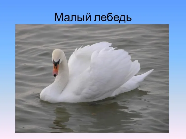 Малый лебедь