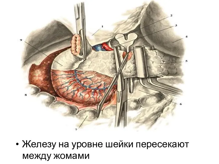 Железу на уровне шейки пересекают между жомами