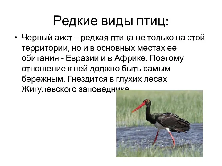 Редкие виды птиц: Черный аист – редкая птица не только на