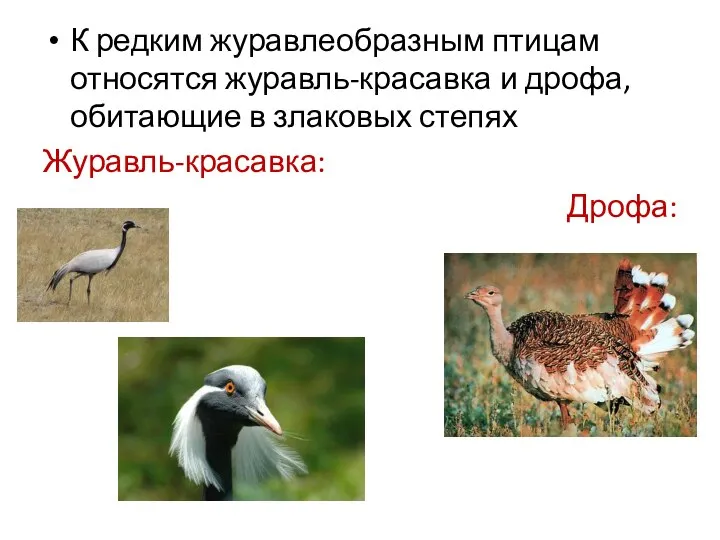 К редким журавлеобразным птицам относятся журавль-красавка и дрофа, обитающие в злаковых степях Журавль-красавка: Дрофа: