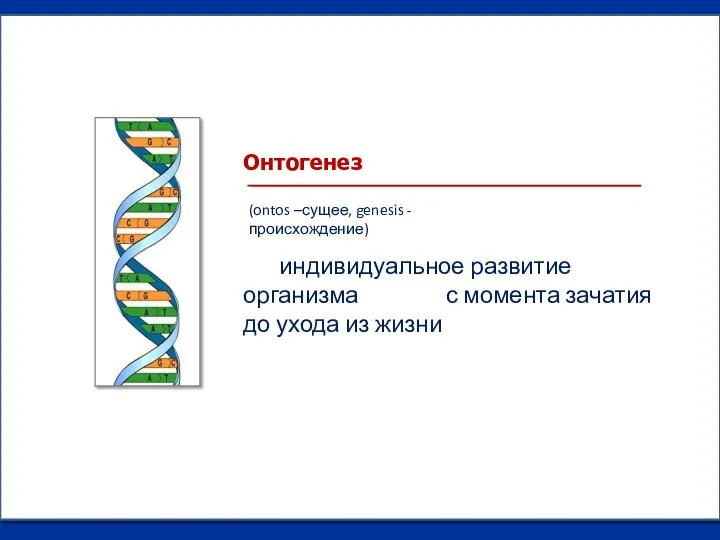 индивидуальное развитие организма с момента зачатия до ухода из жизни Онтогенез (ontos –сущее, genesis - происхождение)