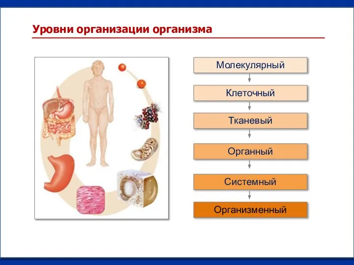 Уровни организации организма Клеточный Молекулярный Организменный Системный Тканевый Органный