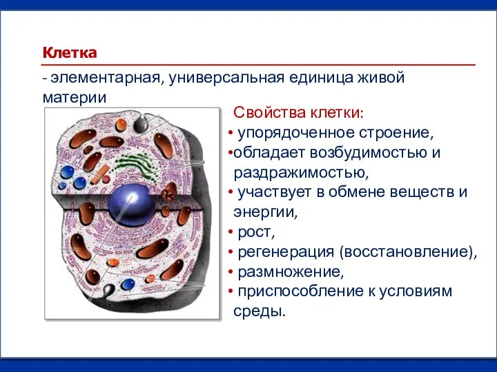 Свойства клетки: упорядоченное строение, обладает возбудимостью и раздражимостью, участвует в обмене