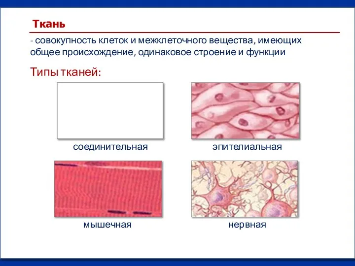 - совокупность клеток и межклеточного вещества, имеющих общее происхождение, одинаковое строение