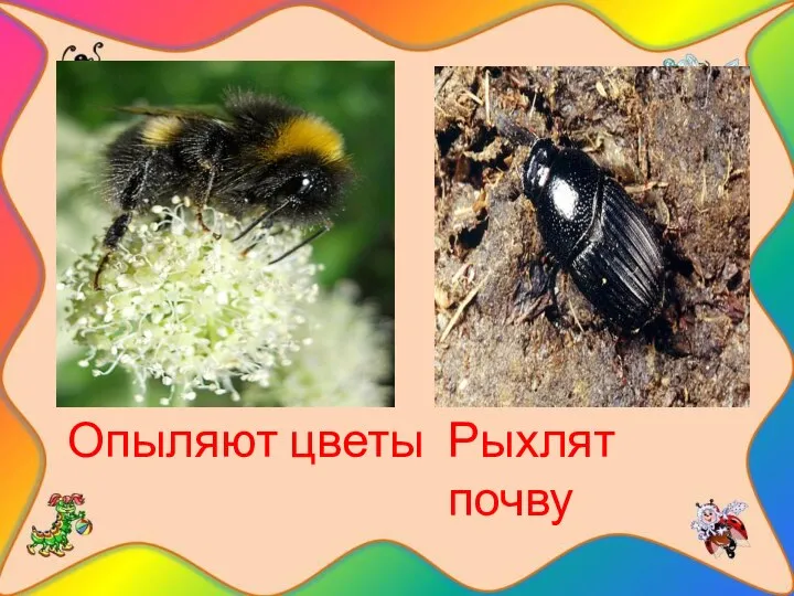 Опыляют цветы Рыхлят почву