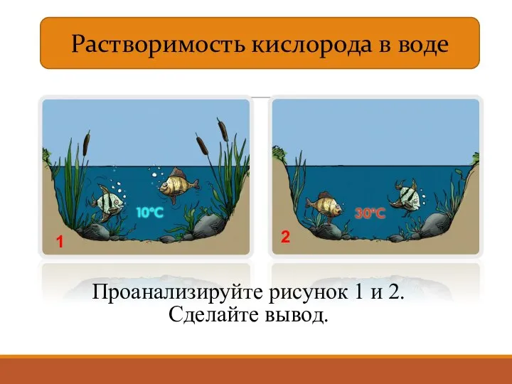 Проанализируйте рисунок 1 и 2. Сделайте вывод. 1 2 Растворимость кислорода в воде