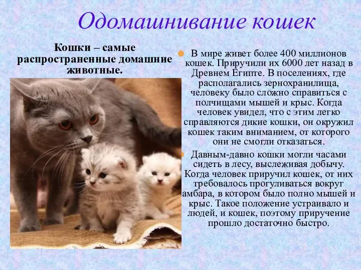 Одомашнивание кошек Кошки – самые распространенные домашние животные. В мире живет