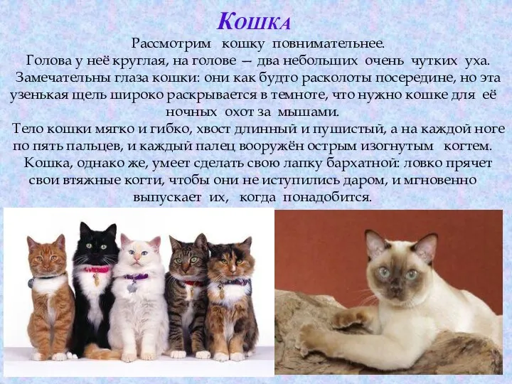 Кошка Рассмотрим кошку повнимательнее. Голова у неё круглая, на голове —