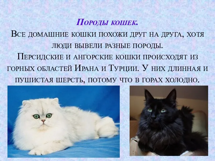 Породы кошек. Все домашние кошки похожи друг на друга, хотя люди